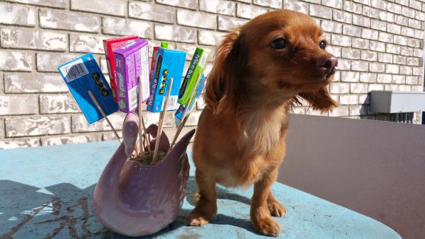 /Images/uploads/Humane Society of Utah/HSUCalendar/entries/724thumb.jpg